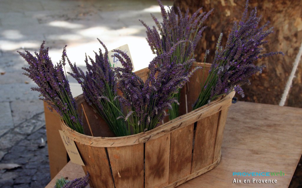 Lavande &agrave; Aix.