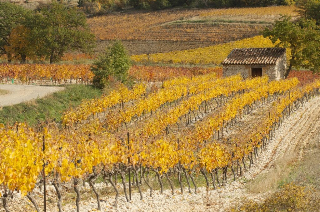 Vignoble &agrave; l'automne en Provence avec feuilles de vignes jaunies.