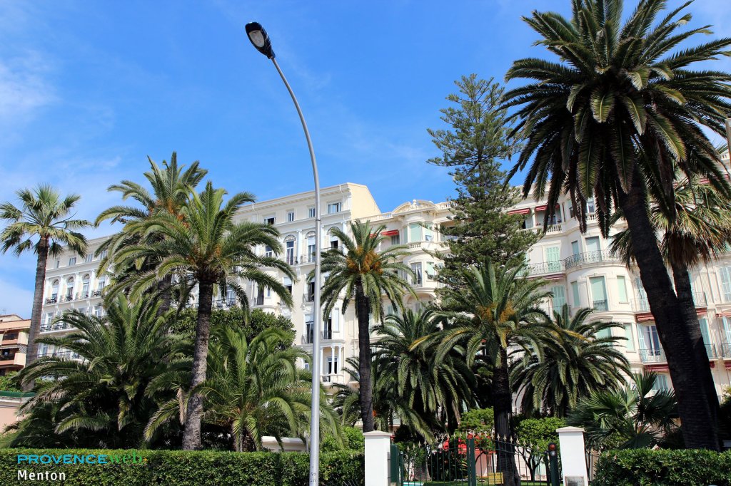 Palmiers &agrave; Menton.