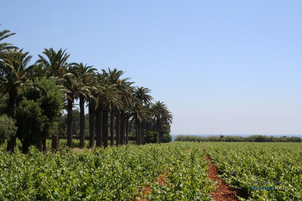 Vignoble bord&eacute; de palmiers.