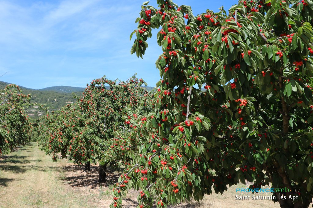 Cerisiers &agrave; Saint Saturnin l&egrave;s Apt.